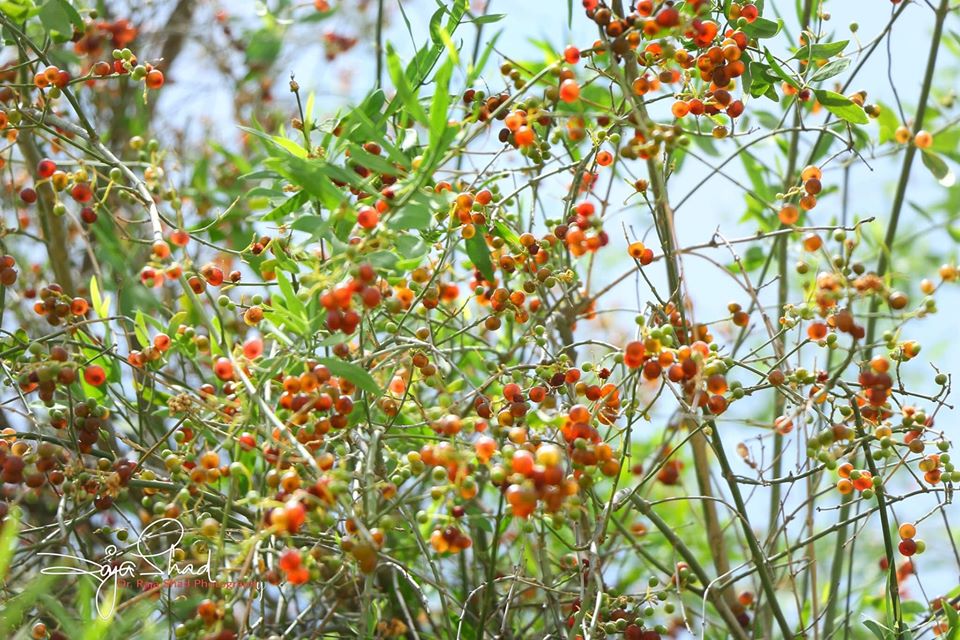 It is ever green tree or shrub found in desert of #Tharparkar,used as a #miswak from 1000 of years.Its #fruit locally called as Pillu which are yellow /Green/red in colour,is good source of food and nutrition in hot months of May and June.
<a href="/dr_rajashad/">Sasha ✨</a> 
<a href="/Tharparkar14/">Tharparkar</a> 
<a href="/Dawn_News/">DawnNews</a>