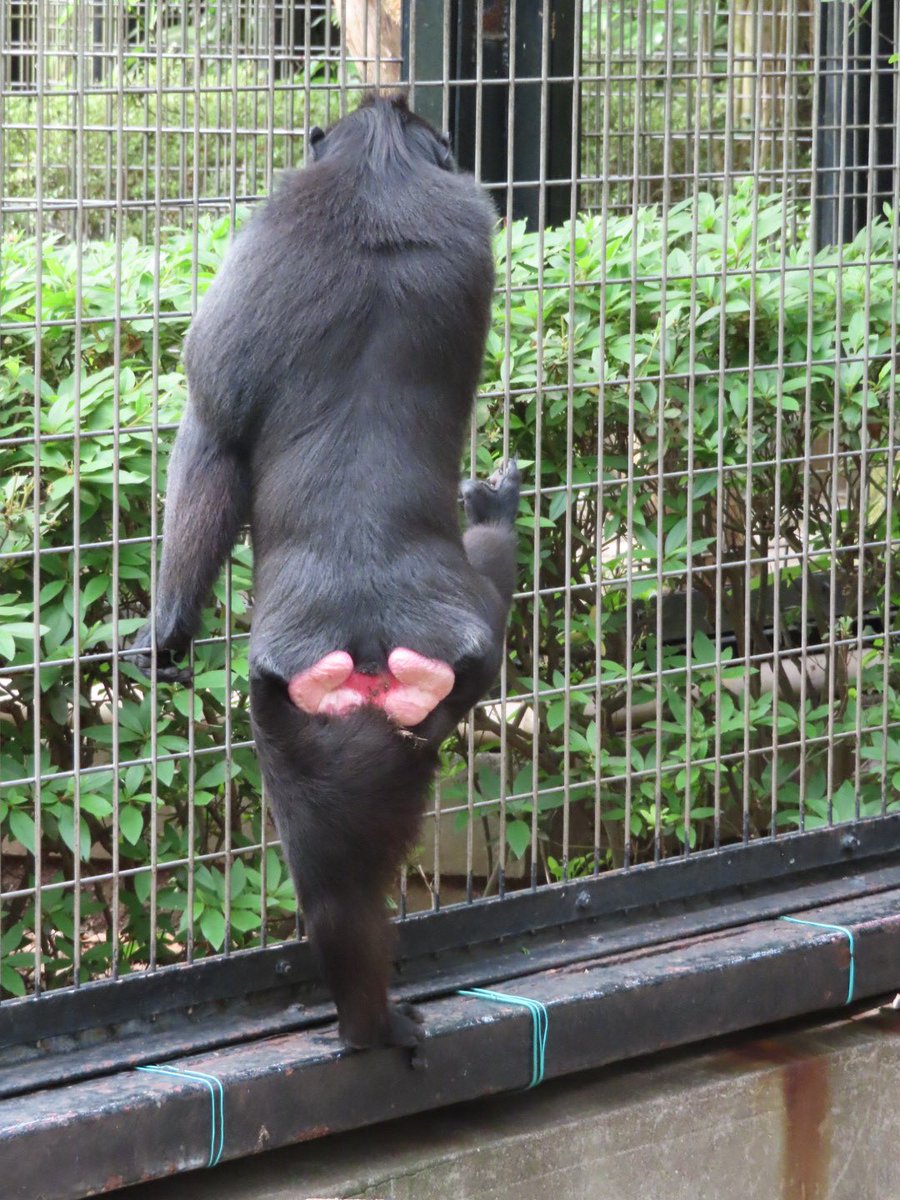 千葉市動物公園 公式 正解は クロザル でした クロザルの英名は Celebes Crested Macaque Black はつかず 頭の冠毛から Crested とつきます また クロザルは全身ピンクではなく お尻の尻だこのみがキレイな ピンク色をしています 飼