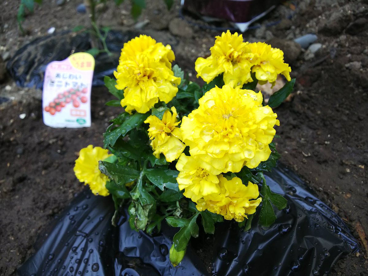 信州発 家庭菜園 Q S Natural Garden 残りの マリーゴールド もきゅうり なす ピーマンの菜園に植えてみました コンパニオンプランツ 害虫対策 センチュウ対策 家庭菜園 花