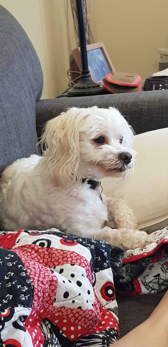 JoeyTheNinja's tweet photo. Sadie says hi everybody https://t.co/u3zOLniAQI