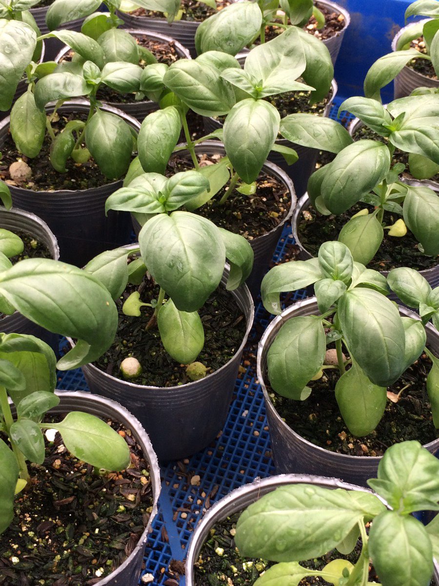 海風おねえさん 坂井農園 明日の島市でハーブ 苗を販売します バジル ルッコラ イタリアンパセリ パクチー レモンバーム ハーブがあるとお料理のアクセントにとても助かりますよ 育て方は島市でお聞きください みんなでハーブ育てま