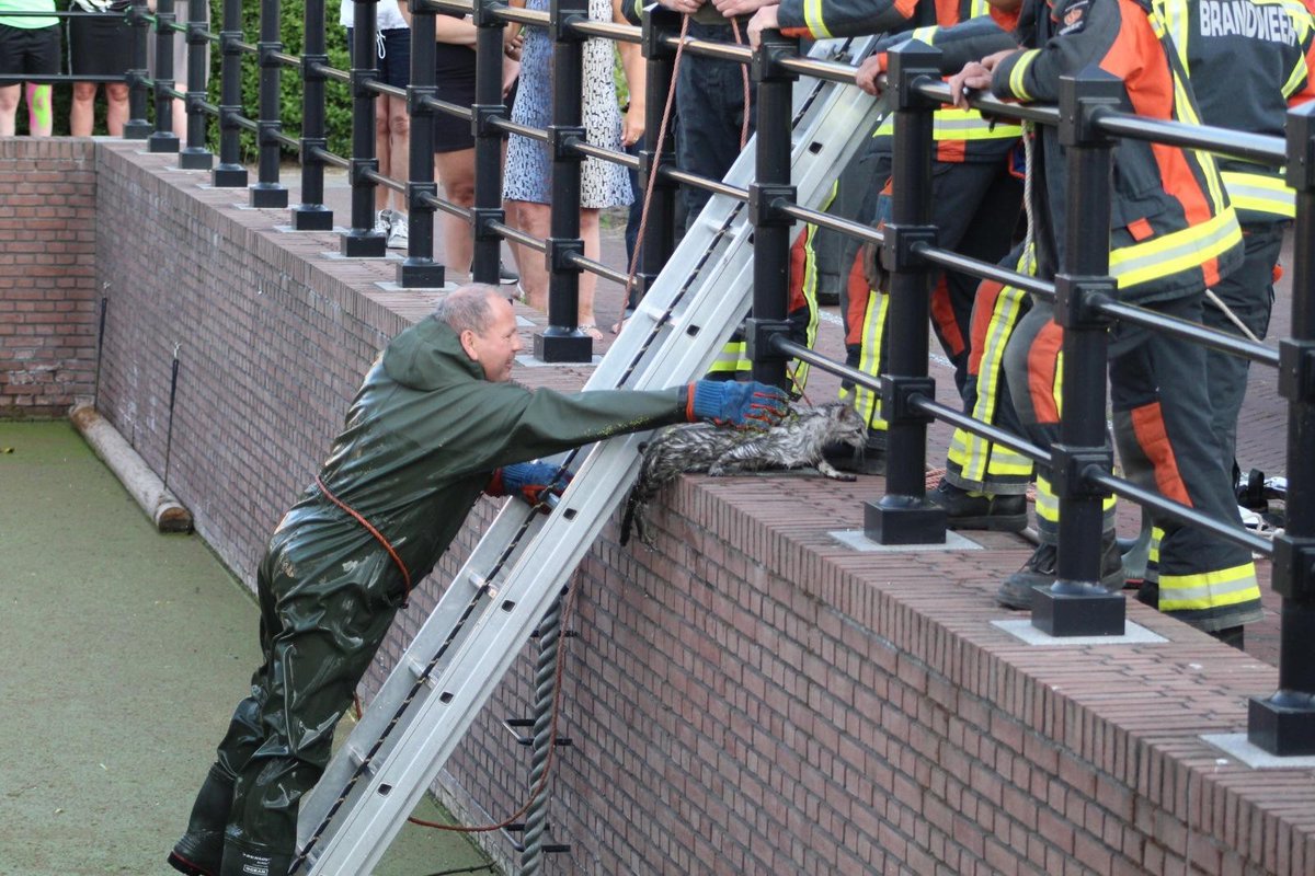 Brandweer redt kat in Noordwijk..