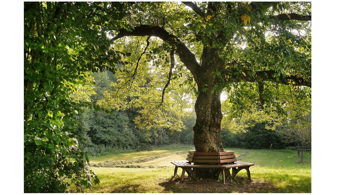 In Mental Health Awareness Week, this festival offers a way of connecting with Nature and the comfort it can offer in an era of lockdown. Pl consider supporting. Re-Tweets welcome.  urbantreefestival.org/write-about-tr…
@ace_national @wildlifetor @SussexWildlife @ECOWARRIORSS @Lindahill50Hill