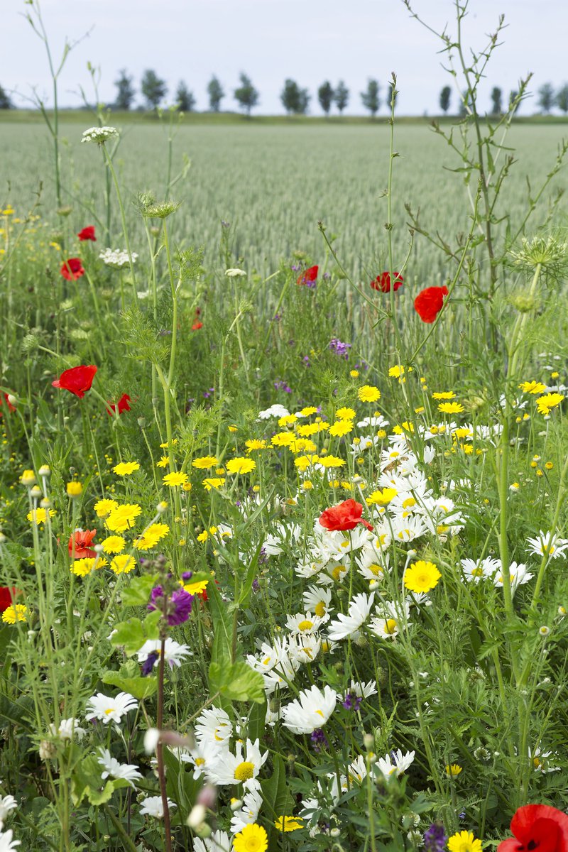 BionextTweets's tweet photo. Vandaag is de internationale dag van de biodiversiteit. Bioboeren werken samen met de natuur, dat houdt de biodiversiteit op de boerderij in stand.

Meer redenen waarom biolandbouw goed is voor biodiversiteit lees je hier https://t.co/DeeG4MtFes

#biologisch #biodiversiteit https://t.co/HLpT20k970