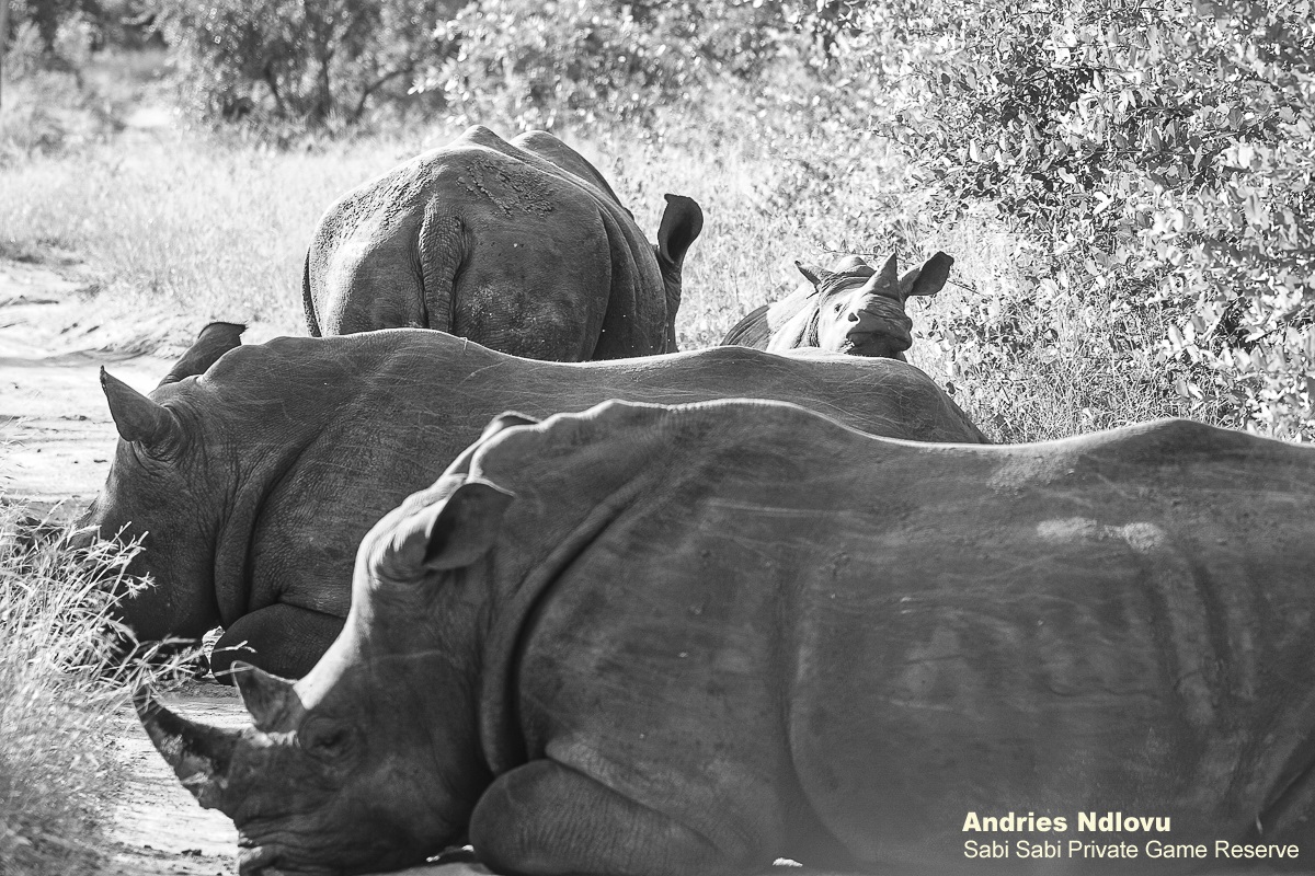 SabiSabiReserve's tweet photo. On our way to our morning coffee and tea spot, we needed to make a detour as we encountered a pleasant traffic jam! #rhino #rhinofriday #roadblock #traffic #conservation #safari https://t.co/rQHa8xXV9g