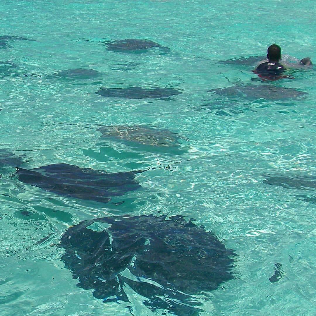 Kuanyin's tweet photo. Hanging with the #stingrays🤪 A return to #lessdangerous times! 🤣 #travel #ThrowbackThursday https://t.co/jkQFuF9HPS