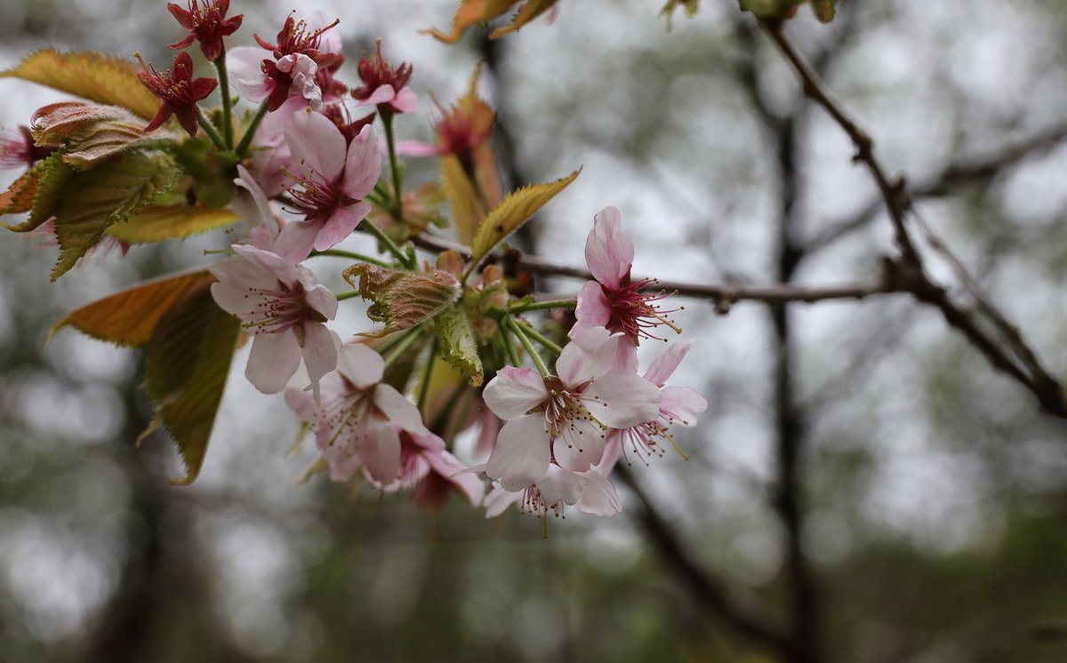 まぬき Ar Twitter チシマザクラ が咲いていました 苫小牧 北大演習林 千島桜 サクラ 桜 写真好きな人と繋がりたい