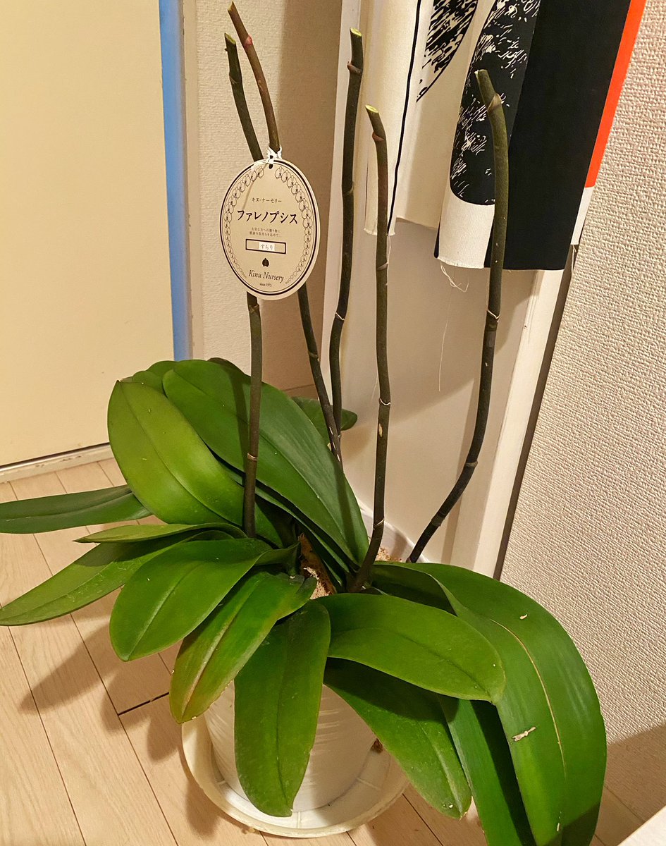 内生蔵裕希 胡蝶蘭の花が終わったので切り戻し 株にパワーがあれば夏位にもう一度咲く筈 願