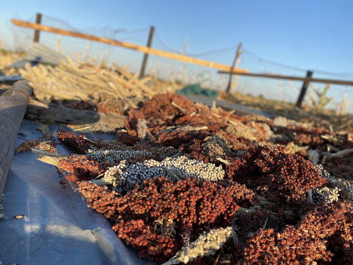 alisamupolo's tweet photo. Declaring Winter , the harvest season as my ultimate favorite season back home #NorthernNamibia https://t.co/VdgDWW3ECG