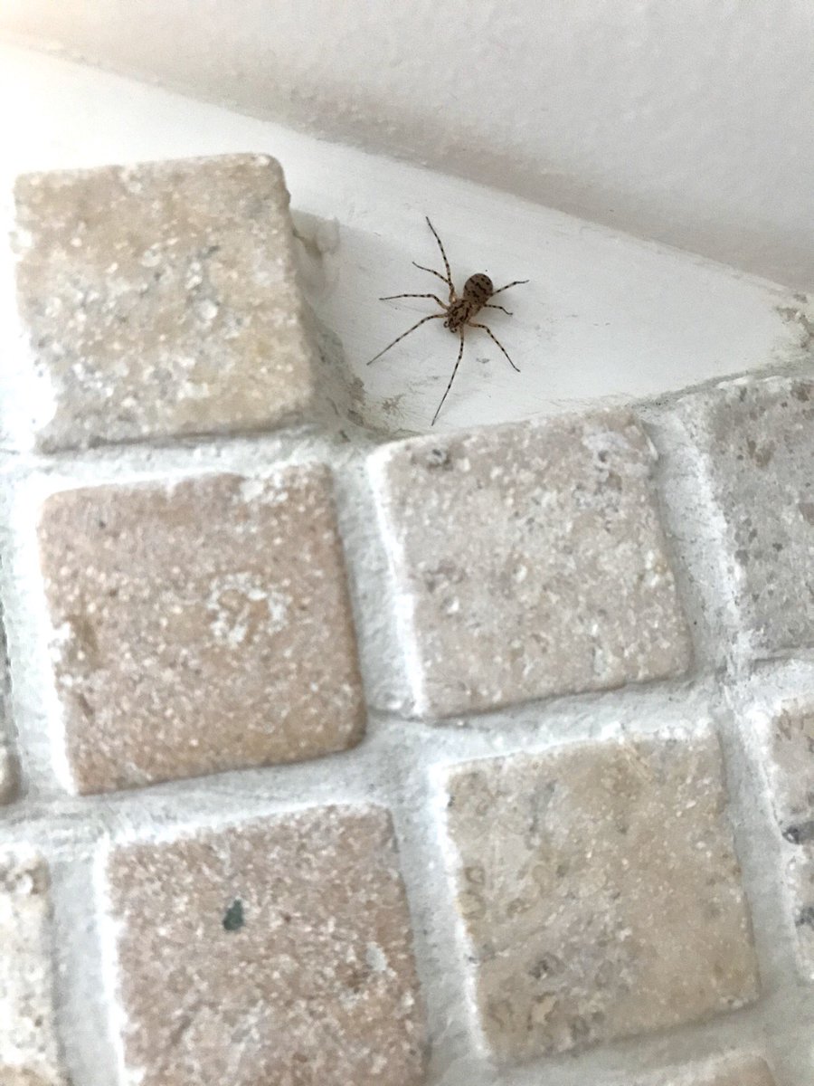 Hi <a href="/BritishSpiders/">BAS</a>. Any ideas what this might be, please?