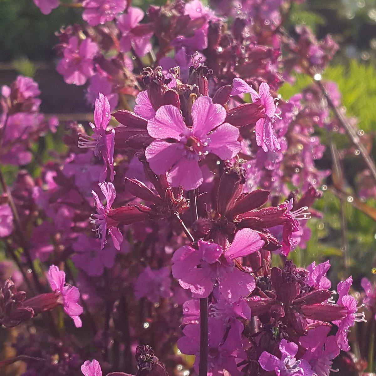 PlantPref's tweet image. Lychnis viscaria

#lychnis #lychnisviscaria #catchfly #easyplants #hardyplants #mailorderplants #plantsbypost
