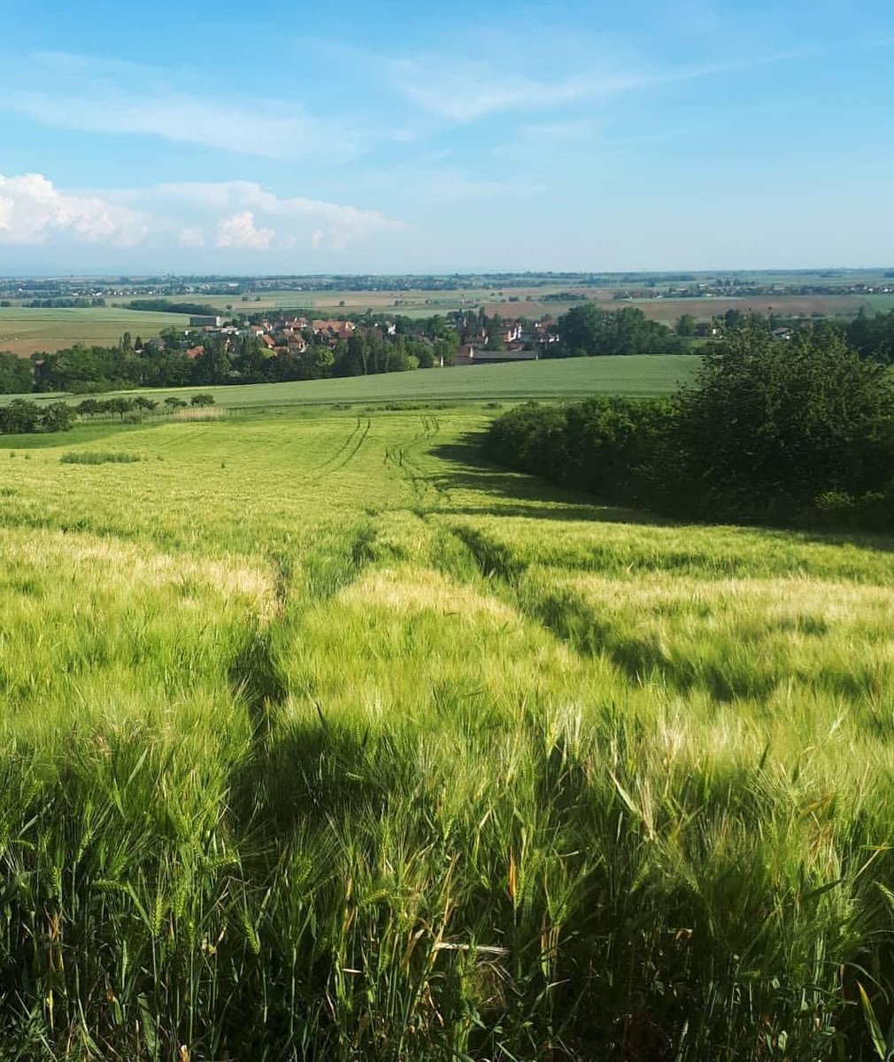 Raphaellebvs's tweet image. #Kochersberg #Alsace #love