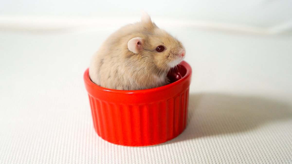 もう食べられないよぉ ムニャムニャ 眠ったまま夢の中でひまわりの種を食べ続けるハムスターが可愛すぎる Togetter