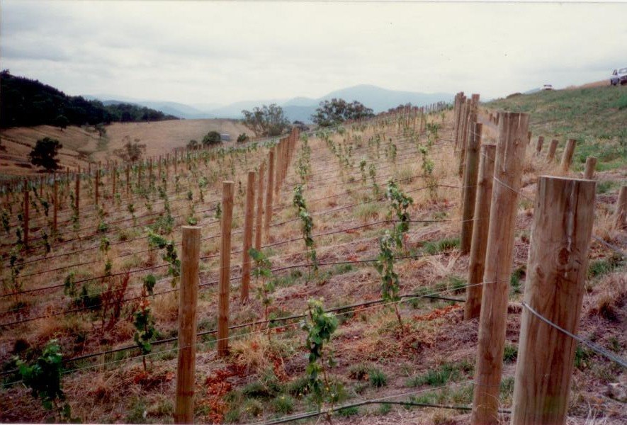 Throwback Thursday 👈 During these times, we thought it would be nice to share with you some beautiful pictures, captured back when our estate was first founded. 

Today's picture was taken in the spring of 1983, these vines were just 3 months old at the time!