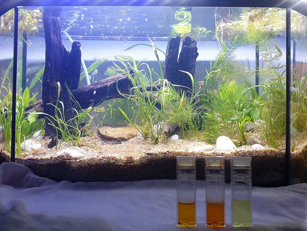 The new tank is pretty much cycled! Right most tests are Nitrates (dark orange) and ammonia (yellow) on water from the new tank.Left most (light orange) is nitrate test from the old tank. The lighter the orange, the less nitrates there are in the water. (1/2)