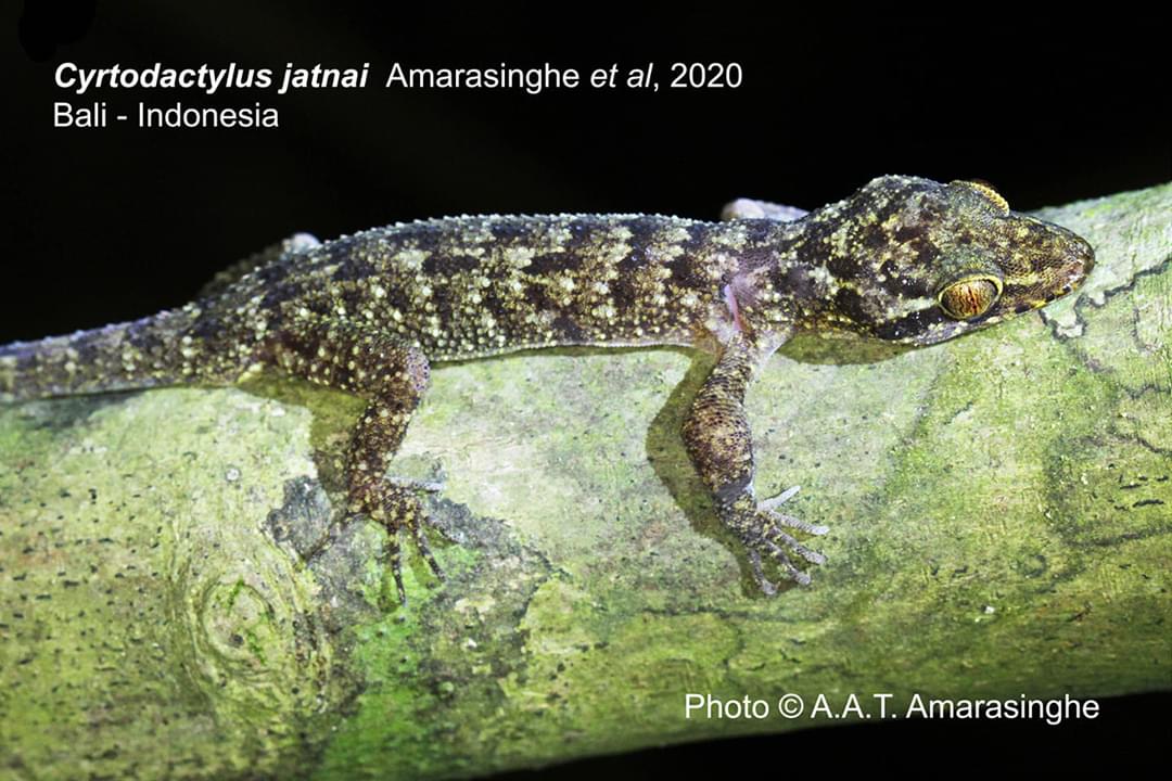 EcoFitrian's tweet photo. A new #gecko #species found in #Bali Barat National Park and named after Prof @jatnasupriatna. Congrats Pak Jatna!!! Proud of you. https://t.co/JcGXbAAsKX