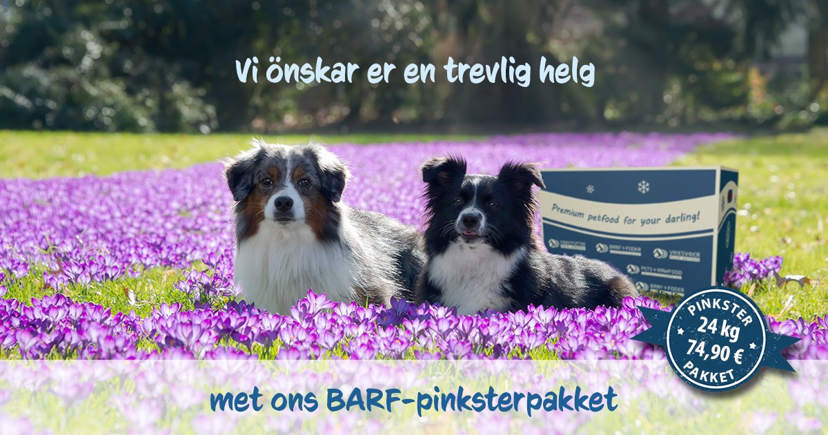 Vriesvoer's tweet photo. Met Pinksteren zijn de cadeaus het kleinst? Niet bij ons! 🤪

Verzeker je nu van ons goed gevulde BARF-pinksterpakket met meer dan 24 kg BARF-variaties vol afwisseling, natuurlijke #kauwartikelen, gegaard #BAFtoGO en ons populaire #hondenijs🍦

👉🏻 https://t.co/X7r54oVdTC https://t.co/AbQn3ZI3pJ