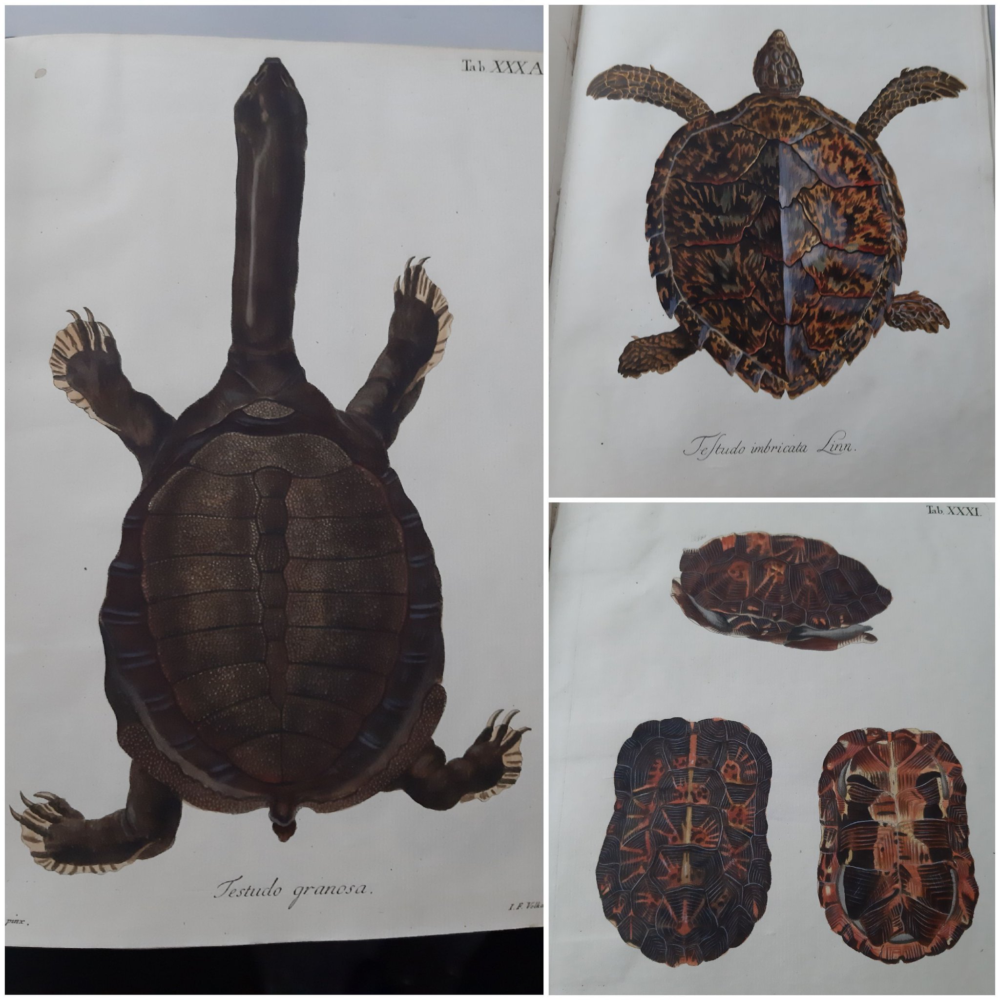 Universitatsbibliothek J C Senckenberg Auf Twitter Heute Ist Weltschildkrotentag Deswegen Hier Mal Ein Paar Schone Bilder Aus Naturgeschichte Der Schildkroten Mit Abbildungen Erlautert Von Johann David Schopf T Co 3hdxzwkd6c Schildkrote