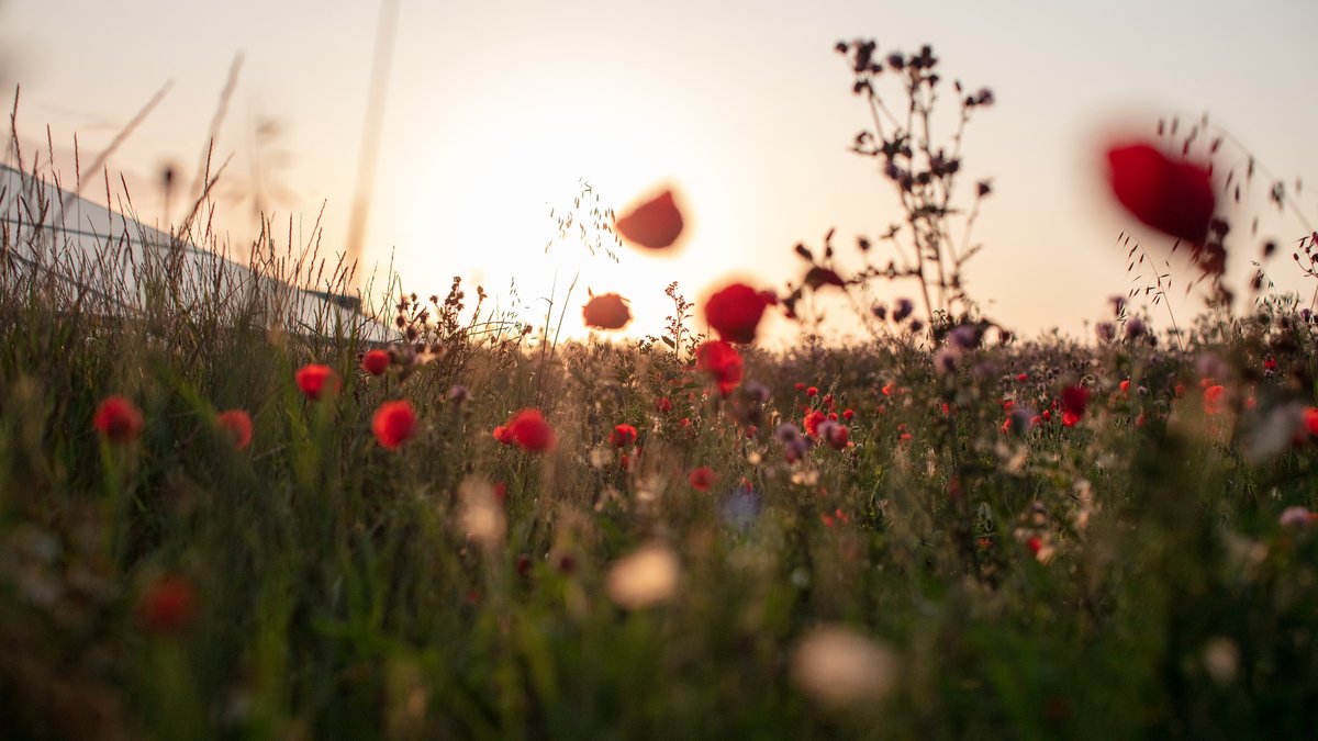 BetterEnergy's tweet photo. Solar plant sites can serve as important stepping stones to help reconnect nature and increase biodiversity. To celebrate #WorldBiodiversityDay, we're releasing the plans for our biodiversity pilot project in Blangslev with @HabitatsForAll 
→ https://t.co/iopzUKgBUd
#dkgreen https://t.co/Ig3Saau12v