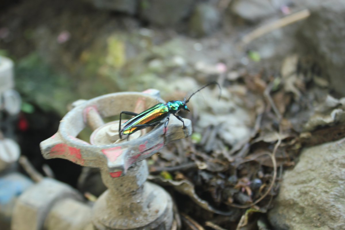 EcoMukuru's tweet photo. International Day for Biological Diversity 22-May, 2020
DON'T LOOK FAR FOR BIODIVERSITY. LOOK AT YOUR HOME FOR 
1. Trees to provide shade
2. An insect on your garden water tap and
3. A small mushroom on the debris of your backyard
#BiodiversityDay2020 @UNBiodiversity https://t.co/EAXx9aWiJA