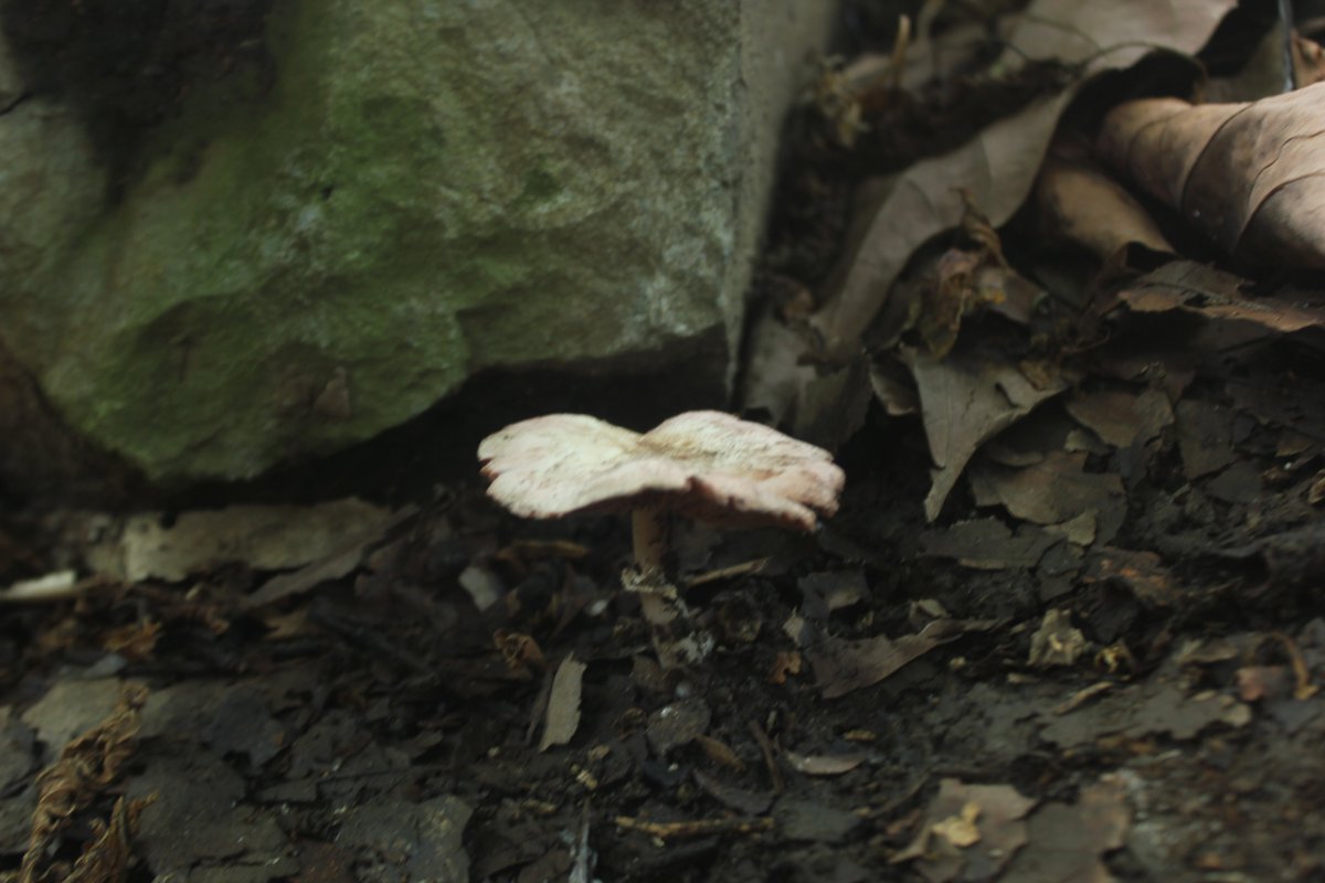 EcoMukuru's tweet photo. International Day for Biological Diversity 22-May, 2020
DON'T LOOK FAR FOR BIODIVERSITY. LOOK AT YOUR HOME FOR 
1. Trees to provide shade
2. An insect on your garden water tap and
3. A small mushroom on the debris of your backyard
#BiodiversityDay2020 @UNBiodiversity https://t.co/EAXx9aWiJA