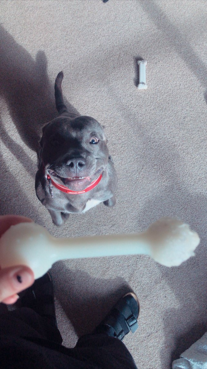 doggydropoff's tweet photo. HAPPY FRIDAYYYYY 🤩😁🦴🐶 https://t.co/Mfqg5MMTAk