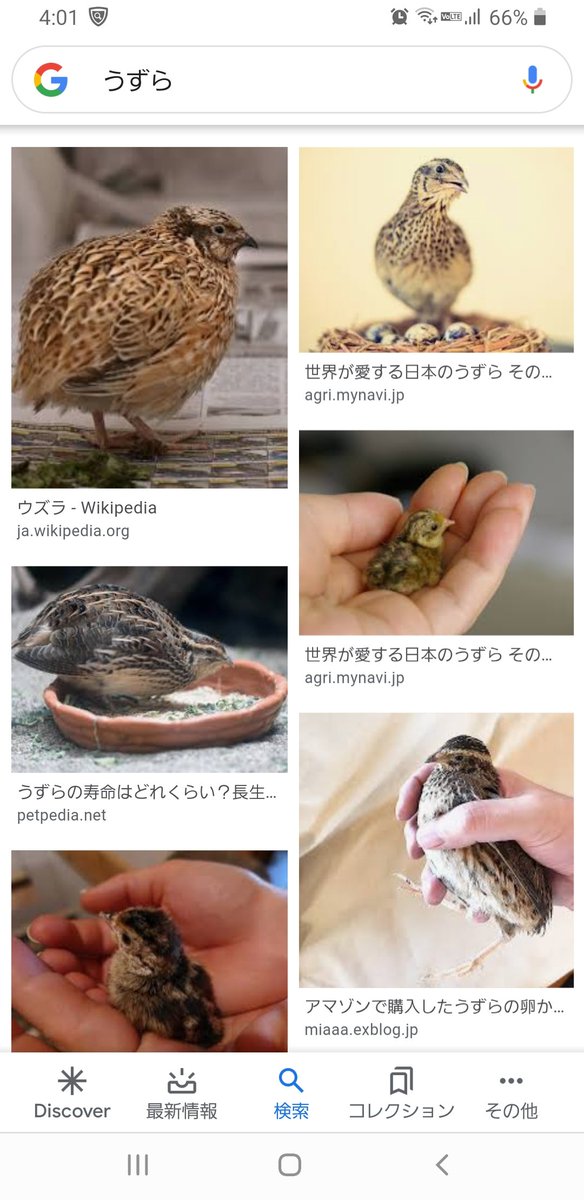 尼僧のひさこむ على تويتر うずら丸くてかわいい 尼僧のひさこむ على تويتر うずら丸くてかわいい
