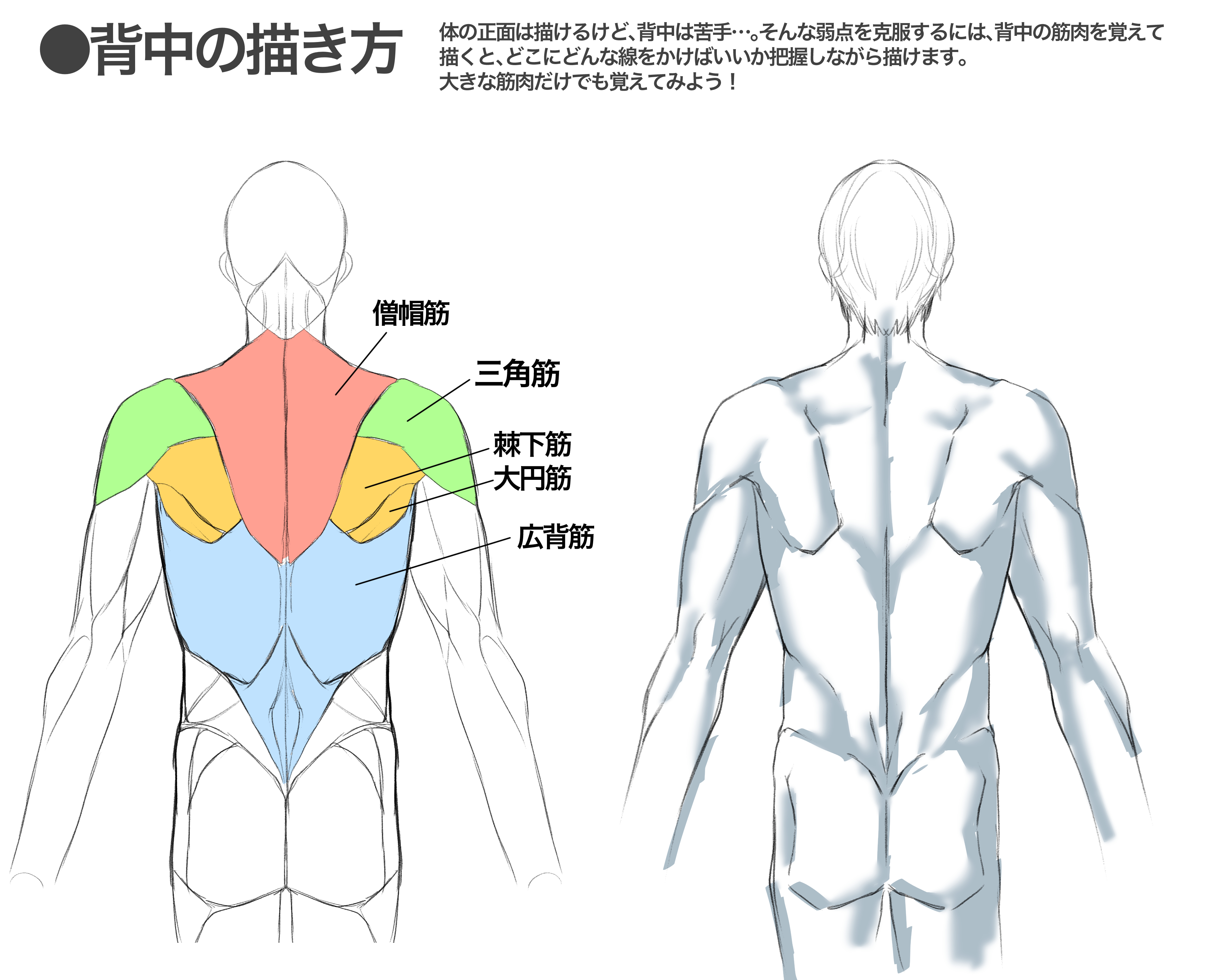 代々木アニメーション学院 東京校 池袋校 Twitterissa イラスト科 夏に先駆けて カッコいい背中が描きたい今日この頃 イケメンの背中 をいい感じに描きたいですね ということで 背中の描き方 を掲載 大きな筋肉と凹凸を選んで描いてみよう 代アニ Yoani