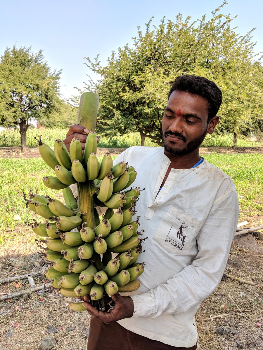 21Organic's tweet photo. Did you know? 
The name banana originates from the Arabic word 'banan' which, rather logically, means finger and as such, a bunch of bananas is called a hand. 
I guess that makes this an Organic hand🍌🐵🍌 #eatseasonal #organicvegetables #organicfruits #homedelivery #Mumbai https://t.co/IsPTvvE0Ju