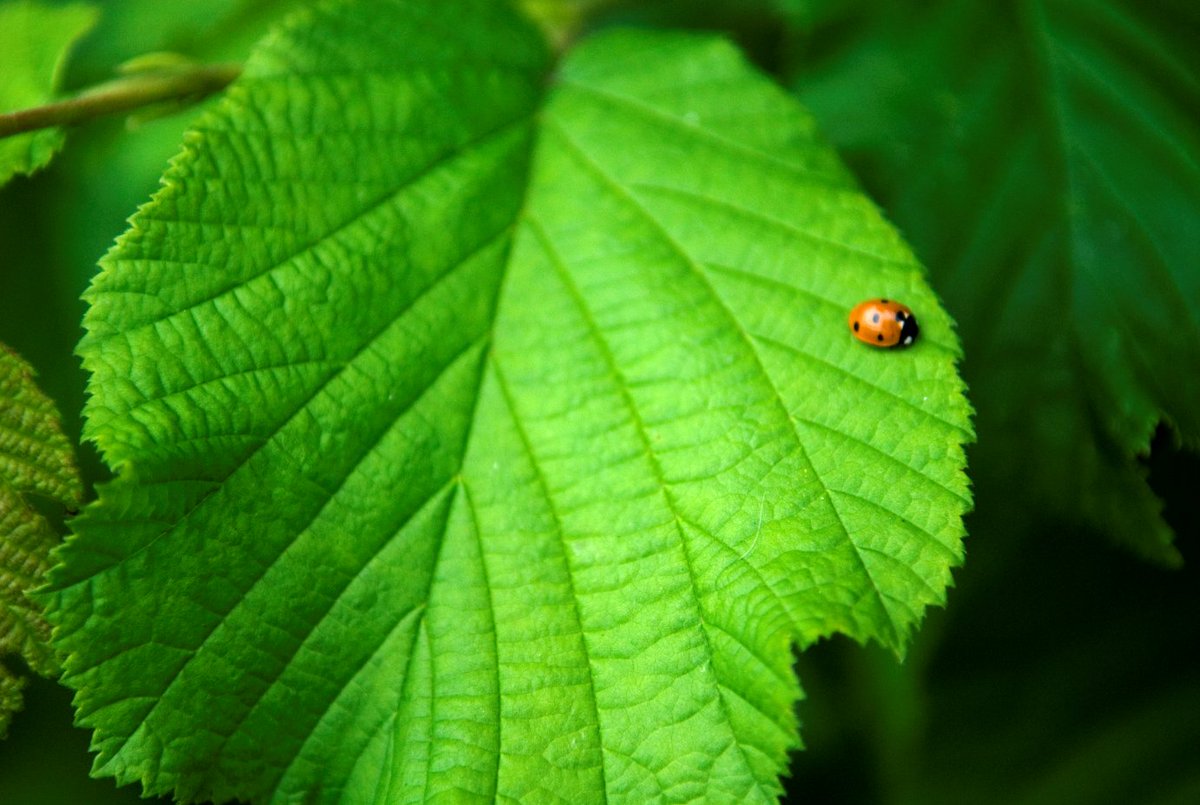 GroupePVCP's tweet image. Aujourd&apos;hui, c&apos;est la #Journeemondialedelabiodiversité ! Pour l&apos;occasion, découvrez toute la journée quelques espèces remarquables qui peuplent notre @centerparcsfr  #BoisAuxDaims et les actions que nous mettons en place pour favoriser leur développement 🐦🐛 #MoreThanHolidays