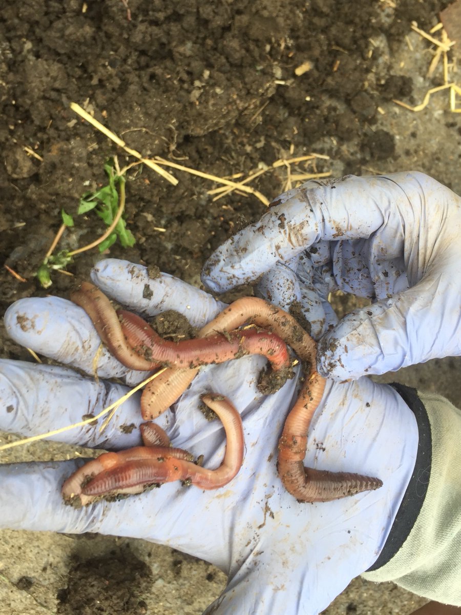 Stannescityfarm's tweet photo. Happy #BiodiversityDay 2020
Just walking around the farm it's amazing to see all the insects, plants, birds, mammals that have made the farm their home. We love learning from nature &amp; seeing how she is trying to compliment &amp; help the farm #biodiversity #sustainable #LoveNature https://t.co/Pm5jKCNQ1m