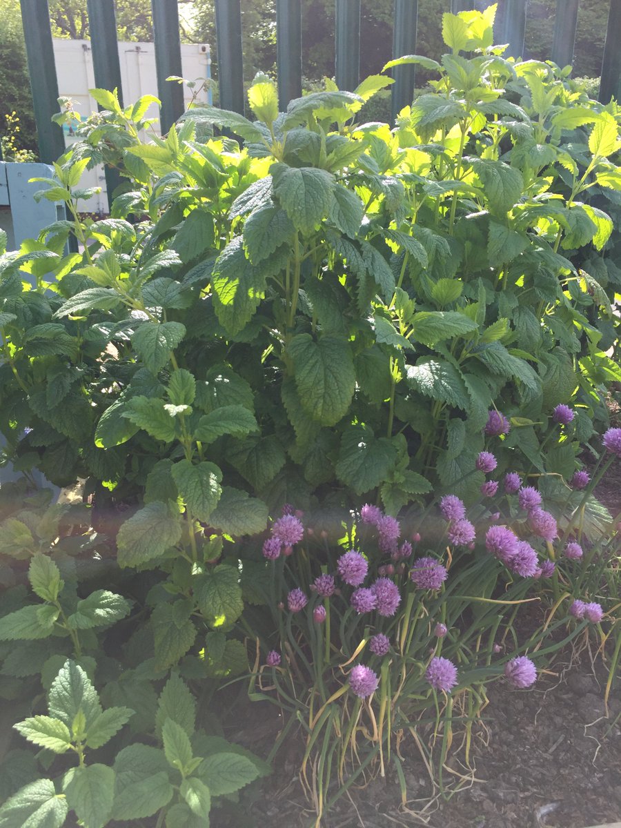 Stannescityfarm's tweet photo. Happy #BiodiversityDay 2020
Just walking around the farm it's amazing to see all the insects, plants, birds, mammals that have made the farm their home. We love learning from nature &amp; seeing how she is trying to compliment &amp; help the farm #biodiversity #sustainable #LoveNature https://t.co/Pm5jKCNQ1m