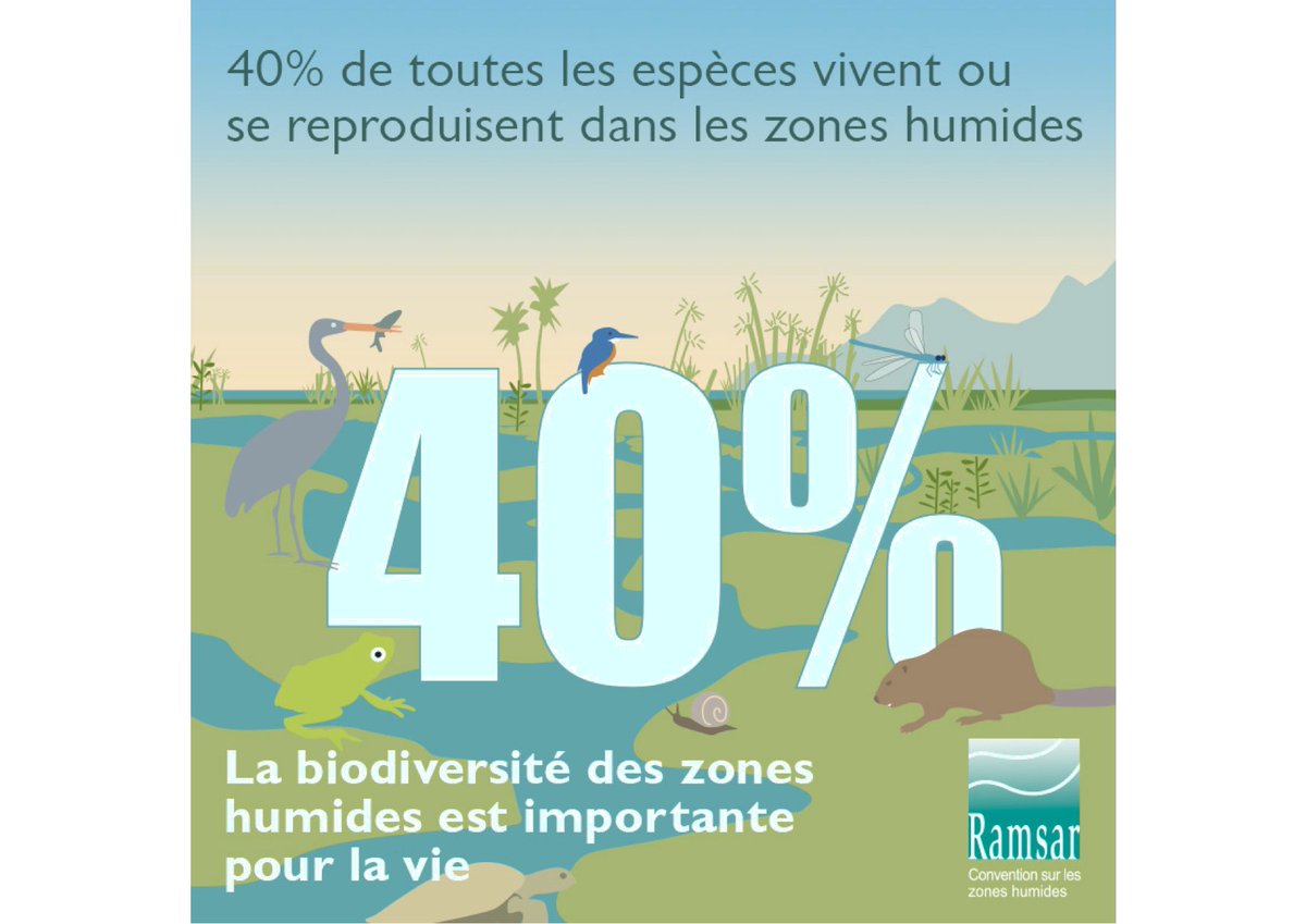 #JournéeMondialedelaBiodiversité: Depuis 1900, 64% à 71% des #zoneshumides ont disparu. Pourtant 40% des espèces sur 🌍 y vivent & s’y reproduisent.
@PFE_FWP recommande la protection et restauration des #zoneshumides via les #SolutionsfondéessurlaNature #SfN.