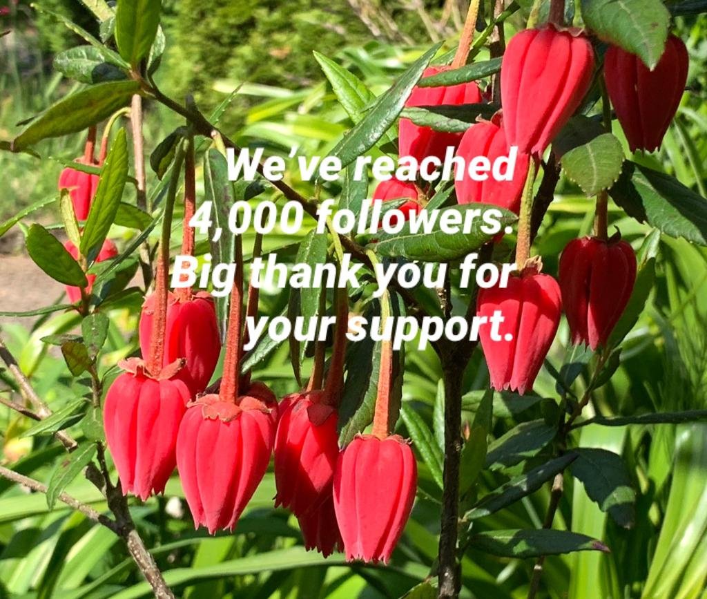 Celebrating 4,000 followers on Twitter <a href="/bordehillgarden/">Borde Hill Garden</a> with the cheery Red lantern blooms of Chrinodendron hookerianum (Chilean Lantern tree) #sussexgardens #westsussex #lanterntree #chrinodendron #redflowers
