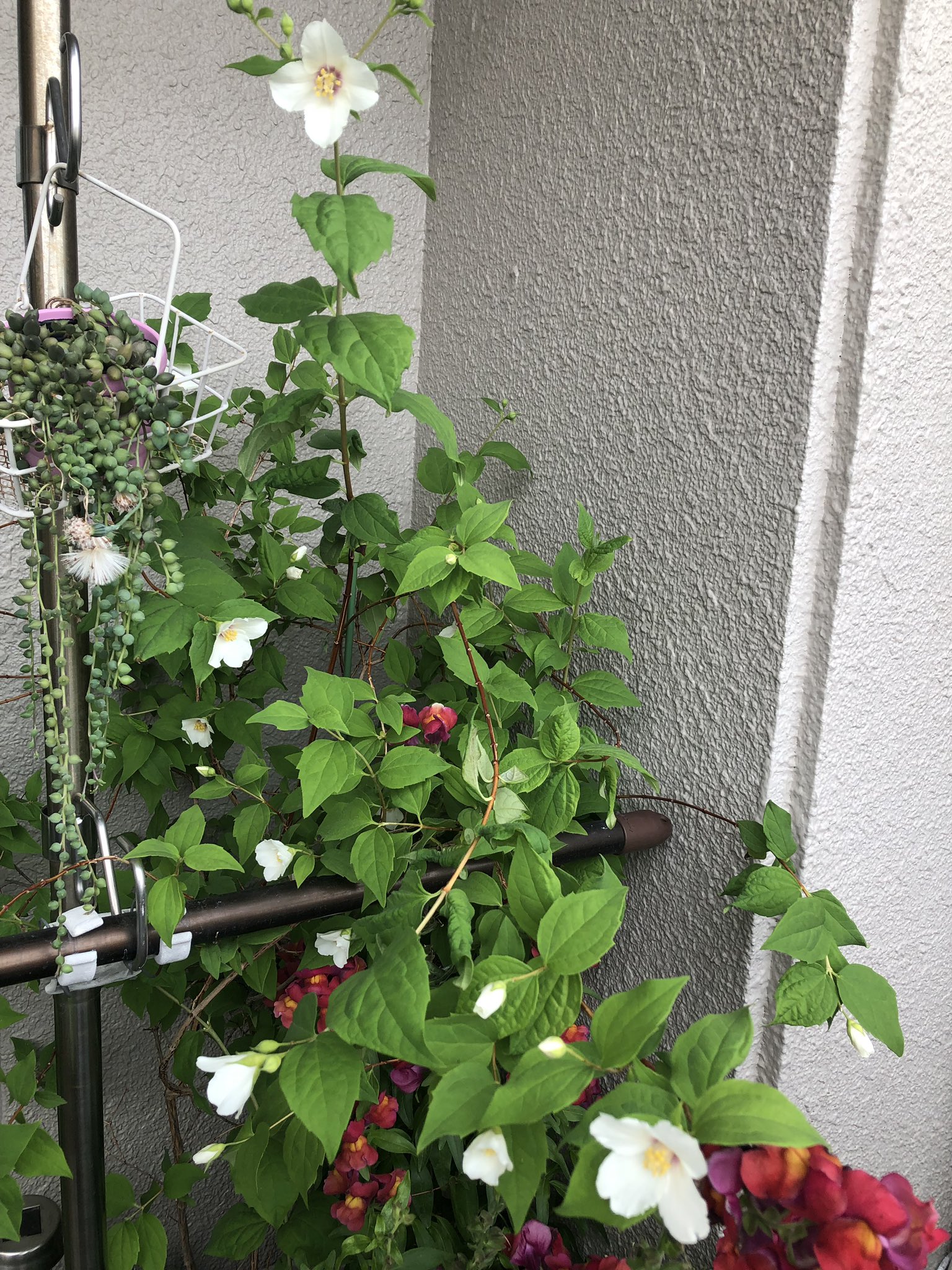 Sora 香り梅花空木 大雑把なのは育ち方より育て方だわぬ 随分前 に他所ン家の垣根から道にはみ出してた種を断りもなく失敬したので 黄色い 花の名前 はわからない バイカウツギ 花便り 花のある暮らし 花写真 花写っと キリトリ