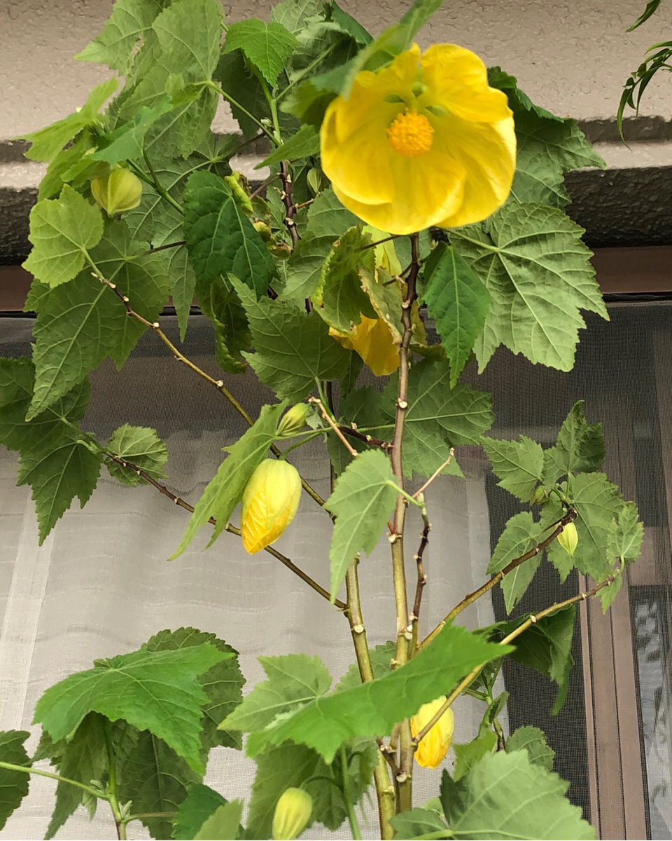 Sora 香り梅花空木 大雑把なのは育ち方より育て方だわぬ 随分前 に他所ン家の垣根から道にはみ出してた種を断りもなく失敬したので 黄色い 花の名前 はわからない バイカウツギ 花便り 花のある暮らし 花写真 花写っと キリトリ