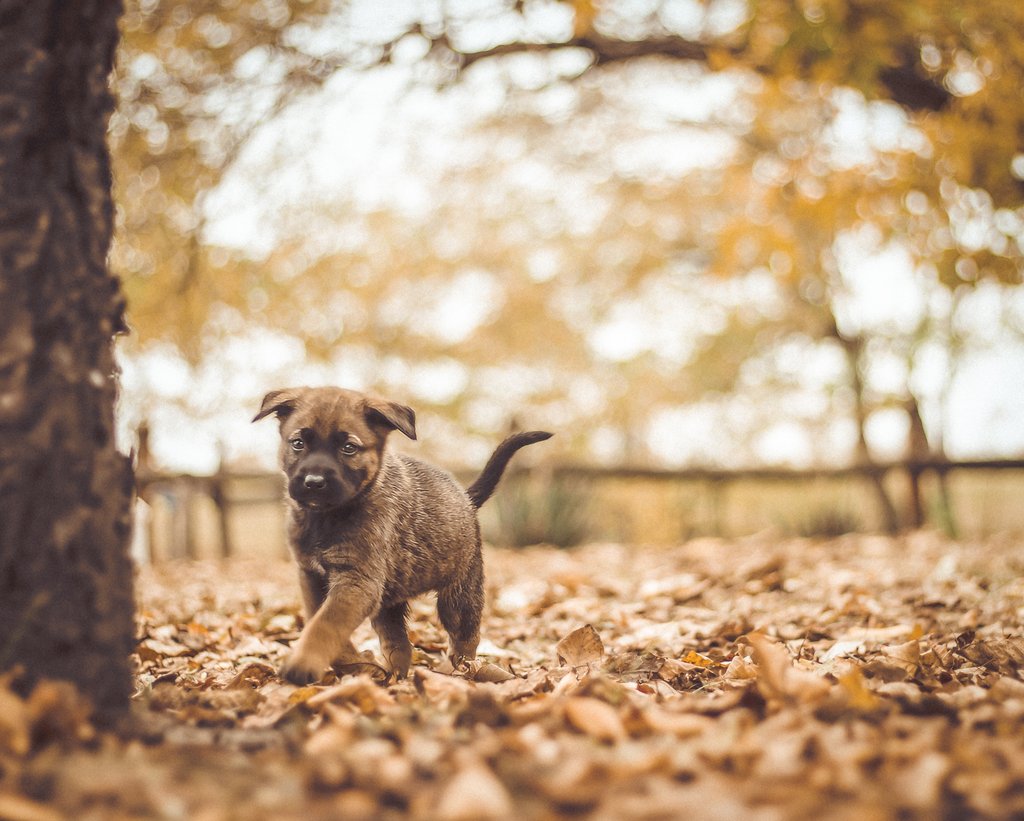 BellaAndDuke's tweet image. In this post, I talk about how to help your dog get the most out of their walk.

Read the full article: The Perfect Walk From Your Dog’s Perspective
▸ lttr.ai/RCq8

#Variety #DoggyHealthHappinessBlog #DogWalking #Dog