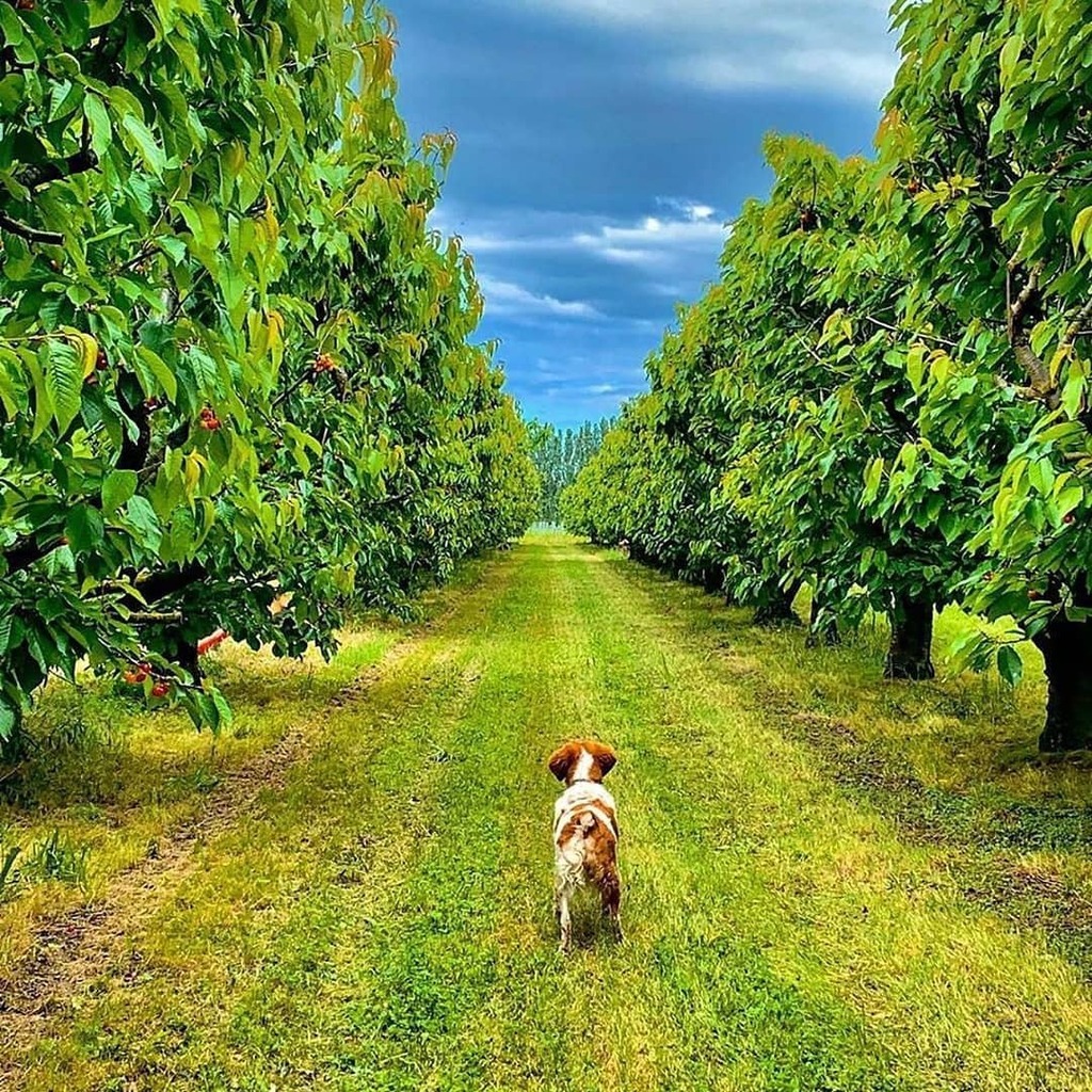 Admirados por sus campos de cerezos, el Domaine de Saint Thomas es de esos lugares que nunca se olvidan. Y vuelves con tu bonita cajita de cerezas de comercio local. 📸@domainesaintthomas @pyreneesorientales_tourisme °°°
#cuandotodopase #domainesaintthomas #pyreneesorientales…