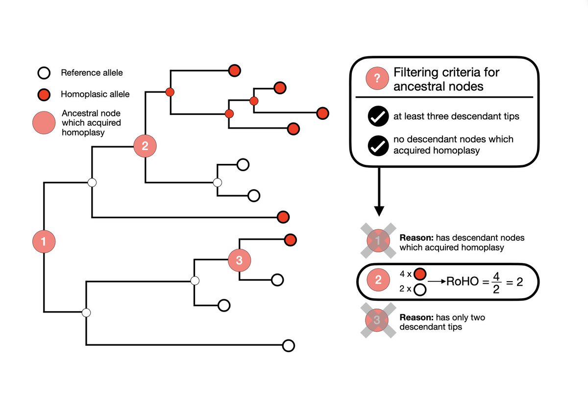 We analysed all mutations in the  #SARSCoV2 genome that are plausible candidates for adaptation to its novel human host with a novel approach comparing the relative number of descendants of all sister lineages with and without a specific mutation.(2/5) https://tinyurl.com/ycrgb7ad 