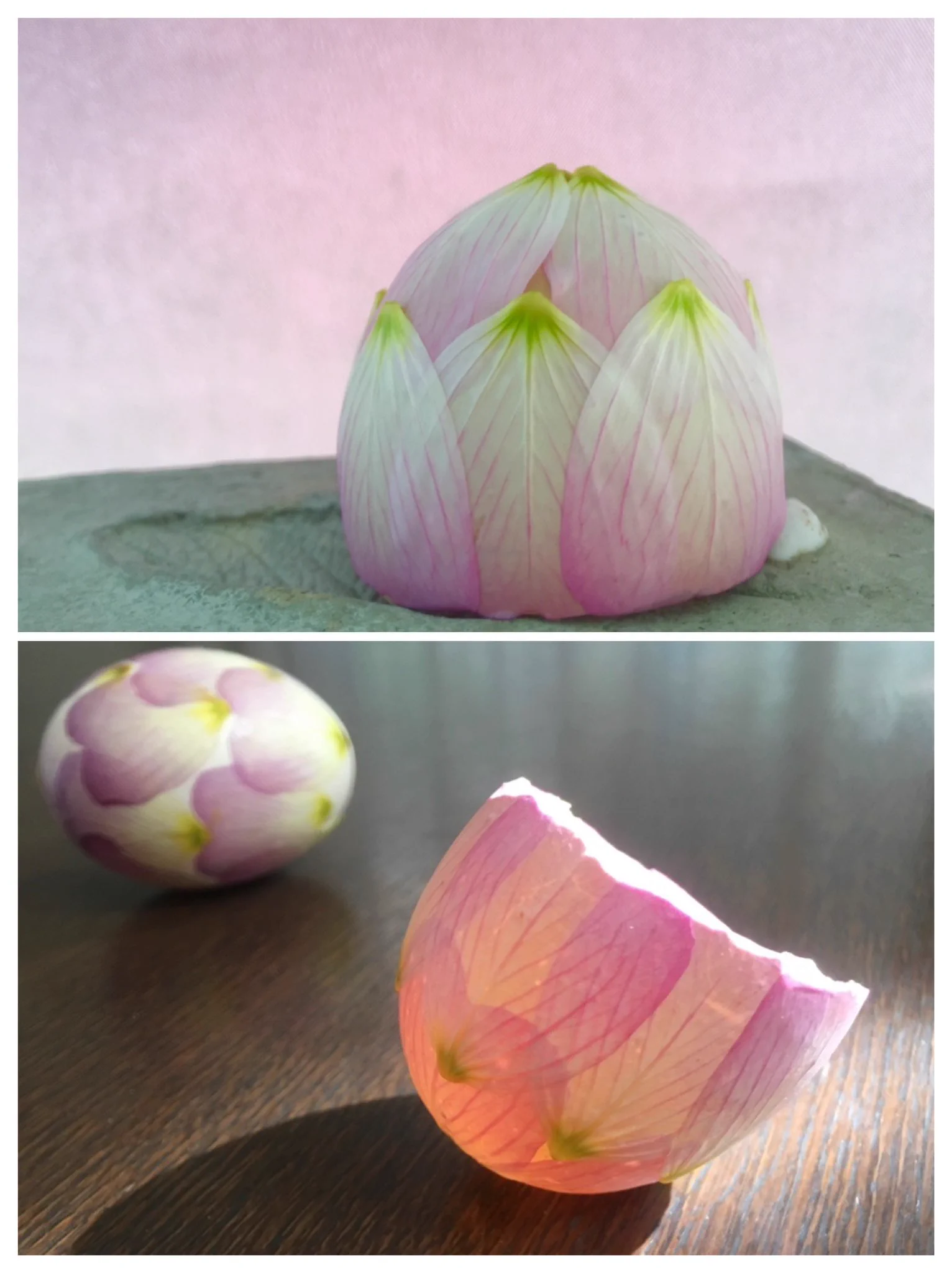 ヒルザキツキミソウの水シール遊びは卵の殻に花びらを貼るだけ！印刷したみたいで綺麗www