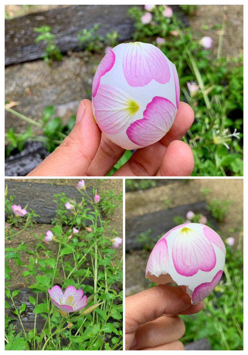 ヒルザキツキミソウの水シール遊びは卵の殻に花びらを貼るだけ！印刷したみたいで綺麗www