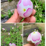 ヒルザキツキミソウの水シール遊びは卵の殻に花びらを貼るだけ!印刷したみたいで綺麗!