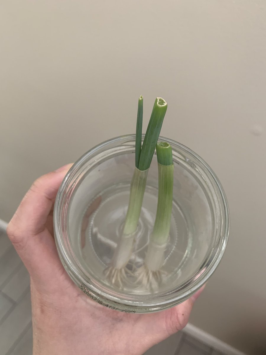 jimichoos's tweet photo. @girleatsworldph Yay!! Haha hope you made the cut before where the leaves split cuz they’ll split on their own. Attaching a photo of my first spring onion 2 days after I cut it for reference 😂 https://t.co/aLxQ6Iiqjw