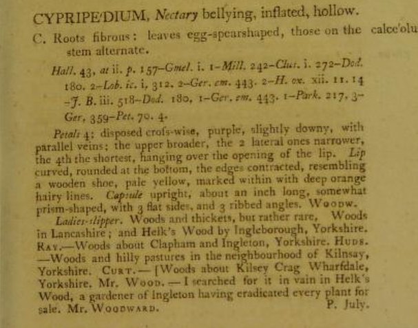 Withering (1796, p. 43) describes it as "rather rare", giving locations in Yorkshire and Lancashire, and quotes Thomas Woodward, who observed "I searched for it in vain in Helk's Wood [Yorkshire], a gardener of Ingleton having eradicated every plant for sale." 5/13