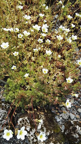 "The Saxifrage". A montane plant, found in the north and west of Britain, which CS would not have seen in the wild, though it was "Cultivated in gardens as an edging for borders" (Withering, 1796, p. 407). Both common names cited by CS are from Withering. 2/13