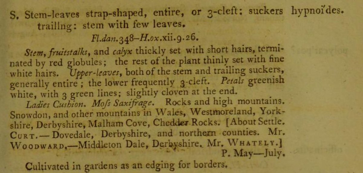 "The Saxifrage". A montane plant, found in the north and west of Britain, which CS would not have seen in the wild, though it was "Cultivated in gardens as an edging for borders" (Withering, 1796, p. 407). Both common names cited by CS are from Withering. 2/13