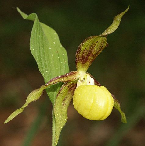 "Cypripedium": Cypripedium calceolus L. (Lady's-slipper), an obvious choice for CS in this context. She knew of English Botany, in which this was the first plate in the first volume. 4/13
