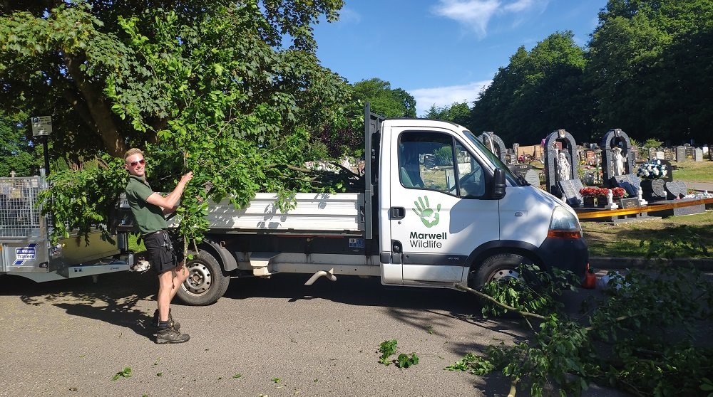 The story doesn’t end there however. After seeing our post,  @MarwellWildlife got in touch about the tree… It turns out Hornbeam is a favourite food of their Okapi. They made the generous offer to pick up the felled tree and put it to good use in feeding their animals. (2/12)