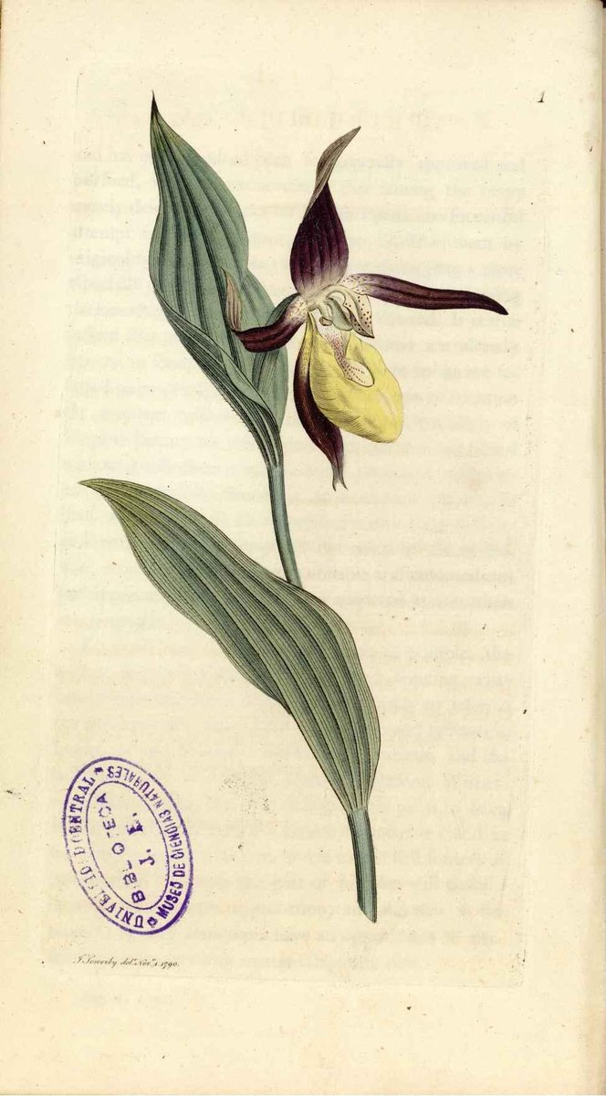 "Cypripedium": Cypripedium calceolus L. (Lady's-slipper), an obvious choice for CS in this context. She knew of English Botany, in which this was the first plate in the first volume. 4/13