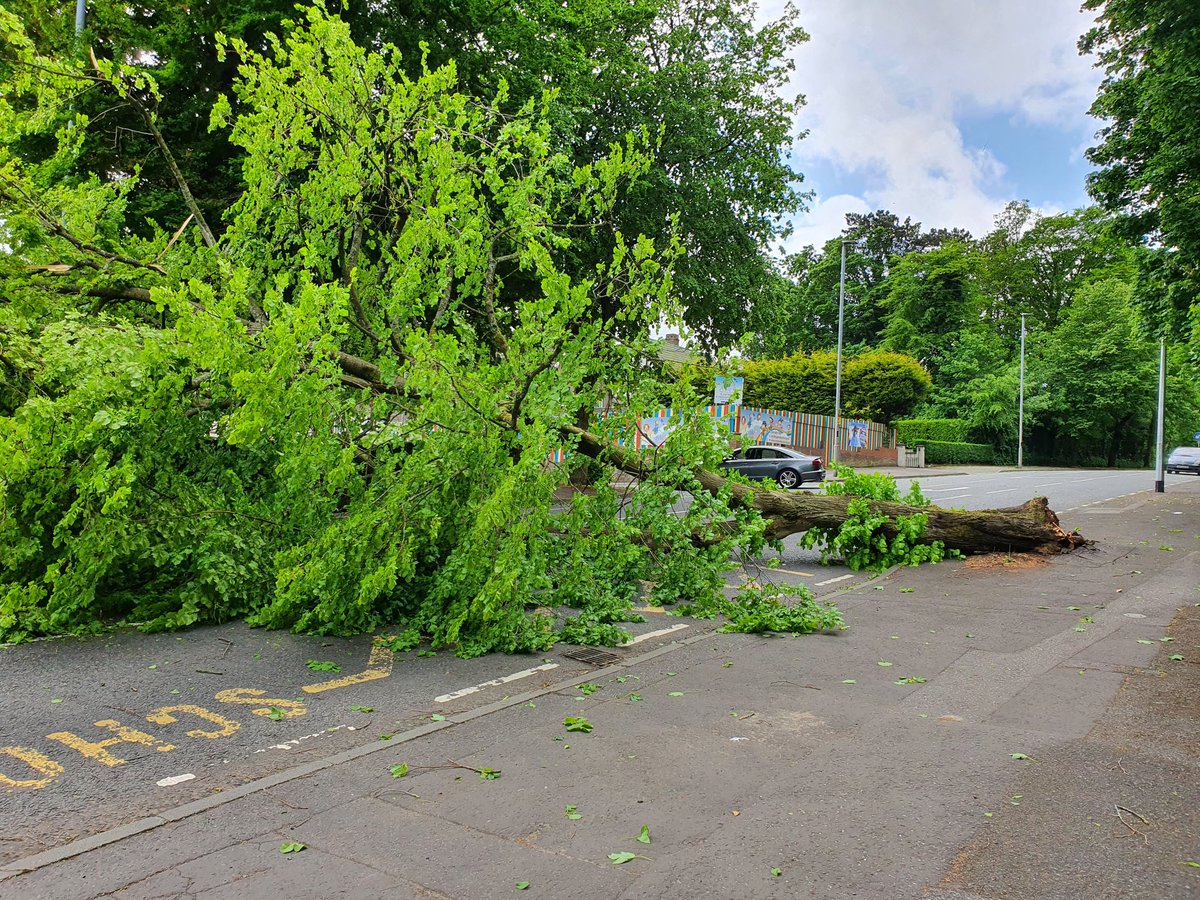 KearneyJP's tweet photo. Be careful on the road. This tree just came down on Fortwilliam Park. @BBCNITravel @TrafficwatchNI @newslineweather https://t.co/i1j5hD5ed1